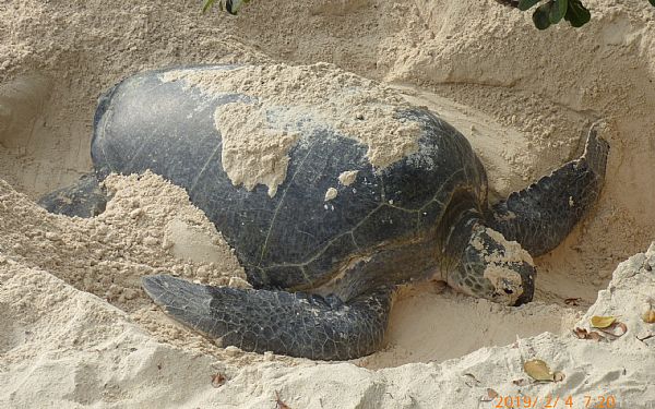 Badeferie p Chale Island ved Kenya kysten