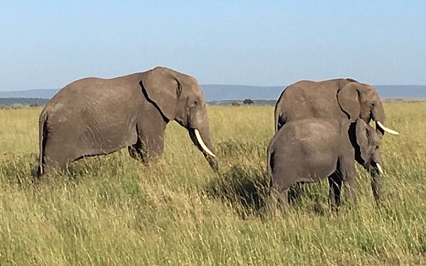 Privat safari i Kenya med dansktalende rejseleder
