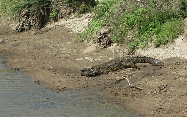 Safari i Mara i Kenya p Ashnil Mara Camp og Karen Blixen Camp