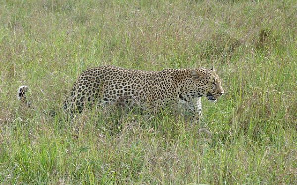 Fra rejseleder John p Kenya Familie Safari 06.02.2019