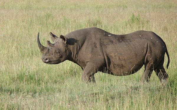 Fra rejseleder John p Kenya Drmme Safari 17.02.2019