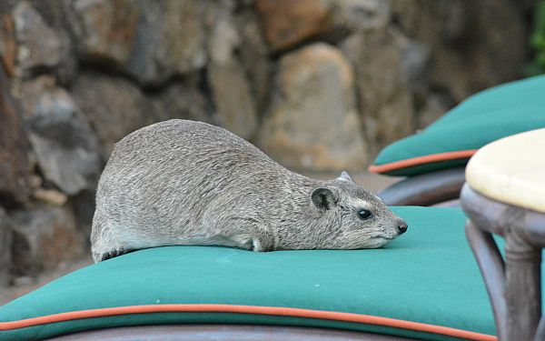 Anekdoter fra det virkelige Afrika (5)