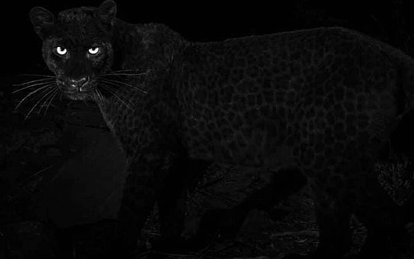 Sjlden "sort panter" fotograferet i Kenya