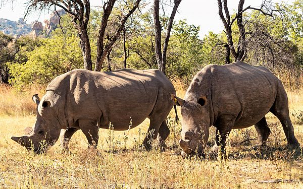 Ol Pejeta i Kenya - et helt r uden krybskytteri
