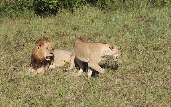 Fantastisk Kenya Drmme Safari