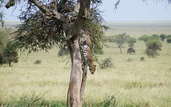 Frstegangsrejsende p safari i Afrika(1)