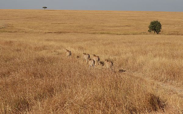 Frstegangsrejsende p safari i Afrika(2)