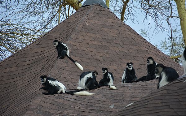 Uddrag af min dagbog (8)