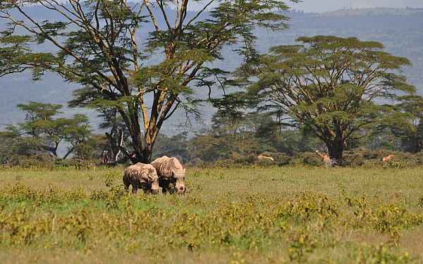 Fra rejseleder Carsten p Kenya Drmme Safari 07.07.2019