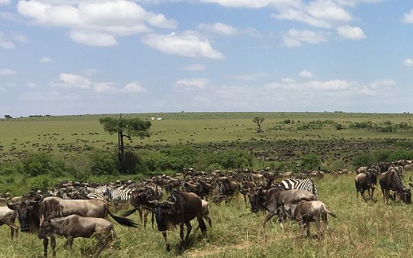 Fra rejseleder Anna p Kenya Drmme Safari 14.07.2019