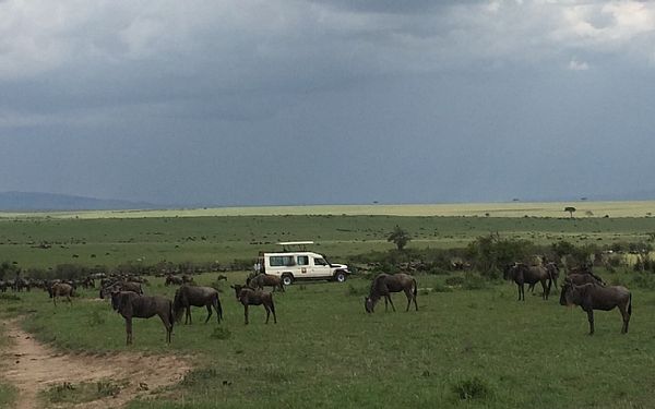 Selve safarien var vild! Vi var s heldige, at opleve alle dyr tt p! 