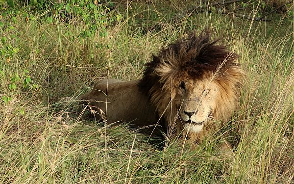 P privat safari til Kenya med perfekt timing