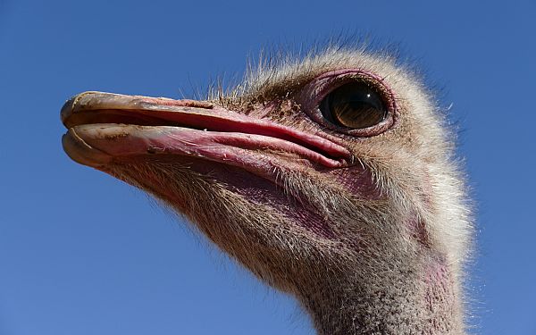 jne p strrelse med golfbolde! - Strudsen