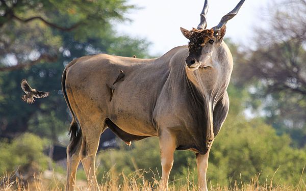 Klikkende Kmpe  Eland antilopen ala Elsdyrantilopen