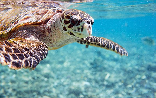 De grdende havskildpadder