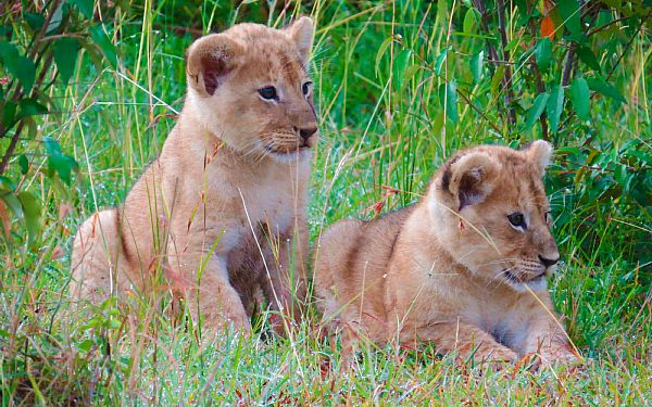 Africa Tours og Ree Park arrangerer helt srlig rejse for Ree Parks junior rangers