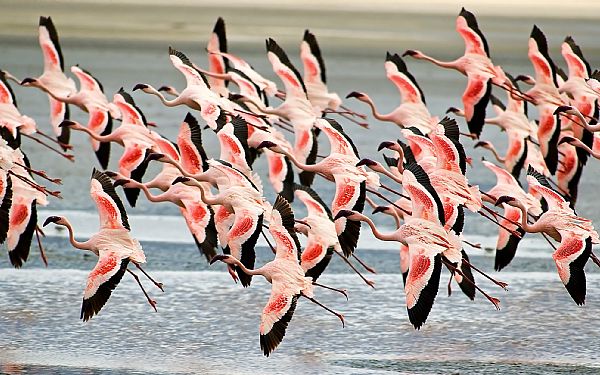 Det lyserde badedyr - flamingoen