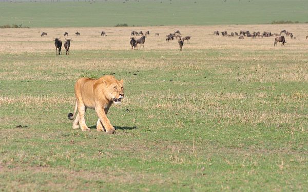 Fra rejseleder Carsten p Kenya Drmme Safari 09. september 2019