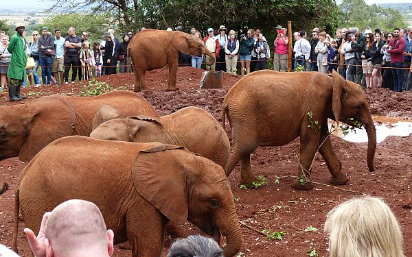 Fra rejseleder John p Kenya Familie Safari 10.10.2019