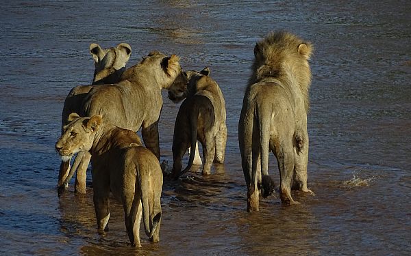 Jeg er ved at have fet sjlen med hjem fra min Big Cat Safari til Kenya