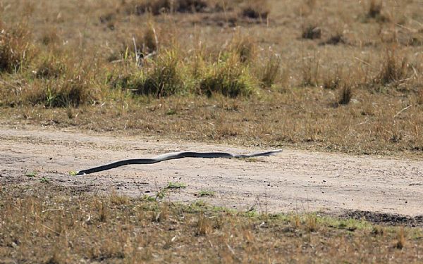 P privat safari i Kenya med helt specielle dyreoplevelser