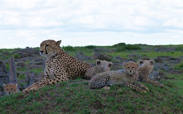 I Baronessens Fodspor med dansk rejseleder i Kenya