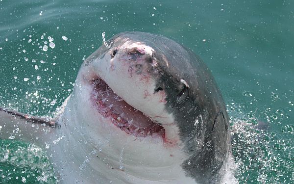 Fra rejseleder Jesper p Big 7, Kenya Drmme Safari og hvaler og hajer i Sydafrika, 15.09.2019