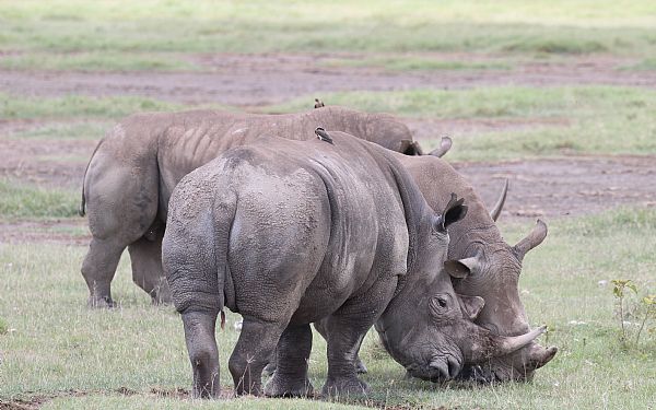 Fra rejseleder Jesper p Kenya Drmme Safari 10.10.2019