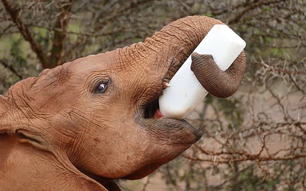 Fra rejseleder Anna p Kenya Familie Safari 18.10.2019