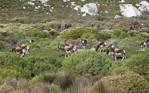 Bontebok National Park 