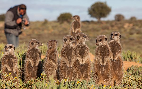 rkenvagterne - Surikaten