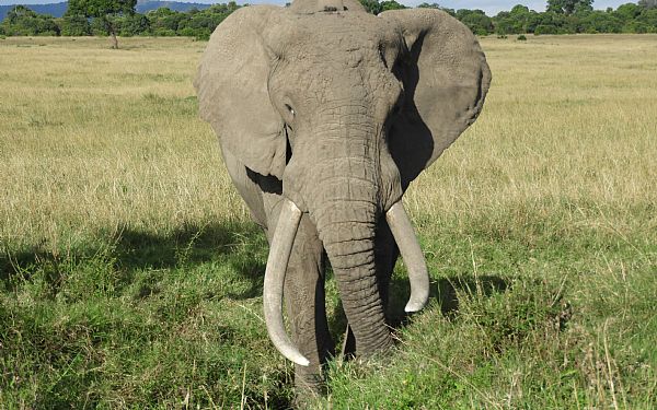 Elefanten  savannens mastodont