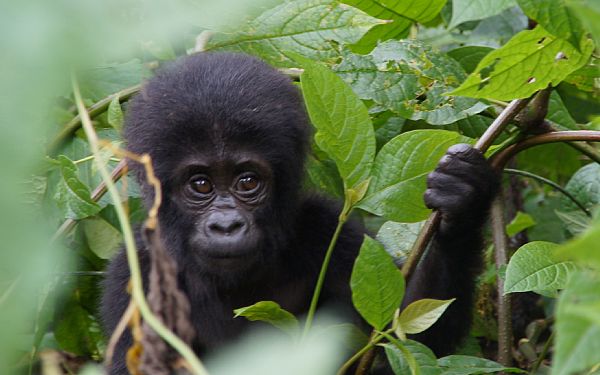 Antallet af bjerggorillaer er stigende