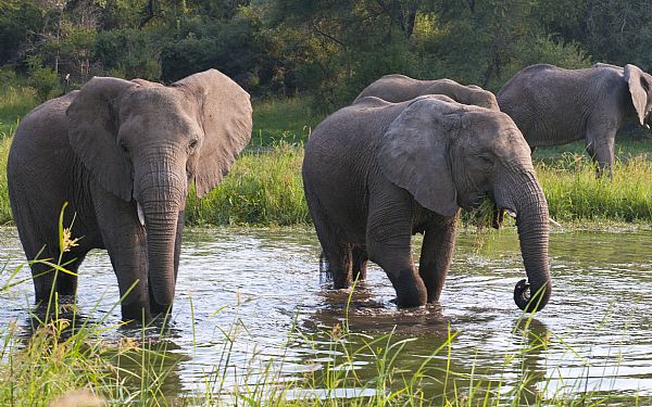Regnen falder nu endelig i Zimbabwe