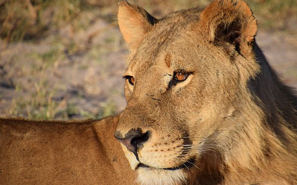 P privat safari i Aberdare, Samburu, Nakuru og Karen Blixen Camp i Mara