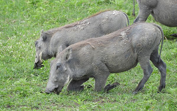 De strittende haler - Vortesvinet