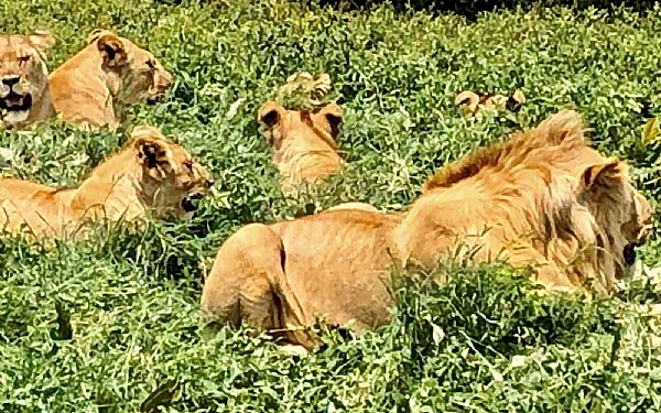 Fra rejseleder Anna p Tanzanias Hjdepunkter 20.01.2020