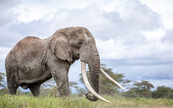 Kenya har mistet en af de helt store