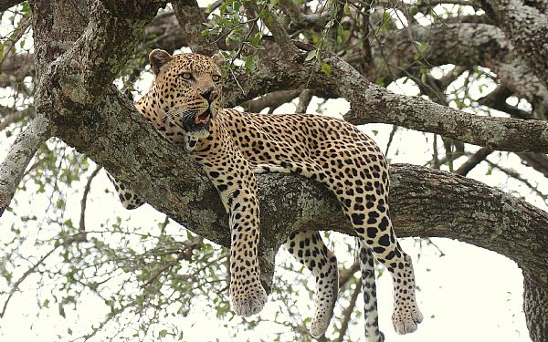 Fra rejseleder Jesper p Kenya Familie Safari 02.02.2020