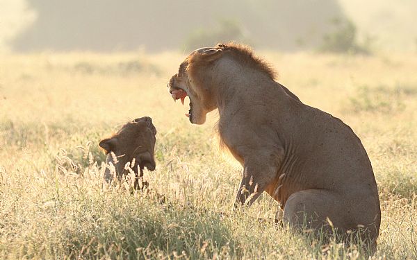 Fra rejseleder Jesper p Badeferie og Elefantsafari ved Kenyakysten 11.02.2020