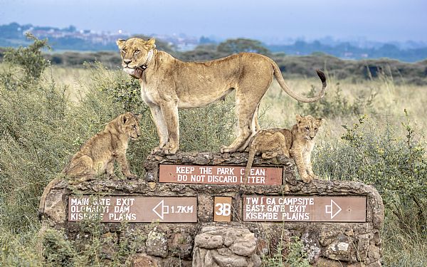 Fra rejseleder Kim p Jambo Kenya Safari 25.01.2020