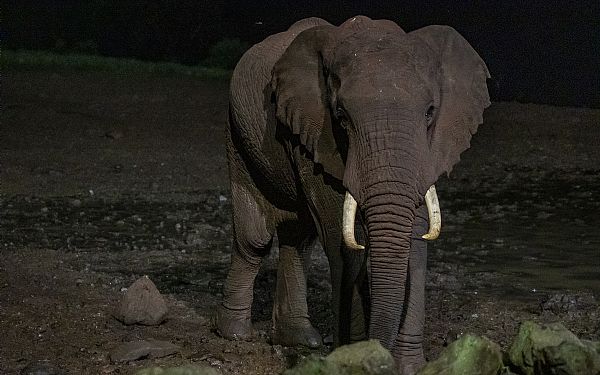 Fra rejseleder Kim p Kenya Drmme Safari 02.02.2020