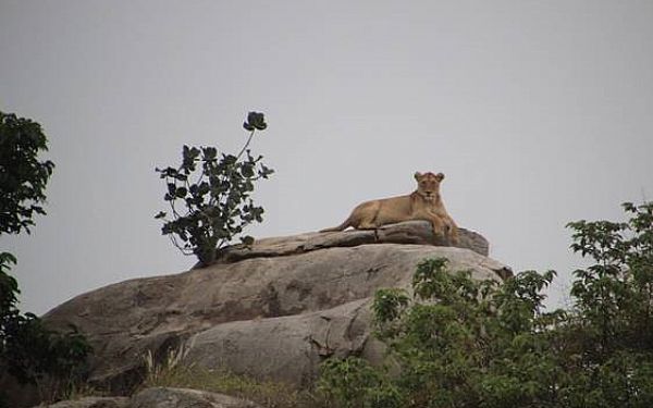 Kmpe oplevelser p Tanzanias Hjdepunkter 