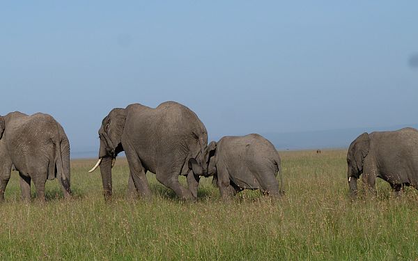 Fra rejseleder John p Kenya Familie Safari 09.02.2020