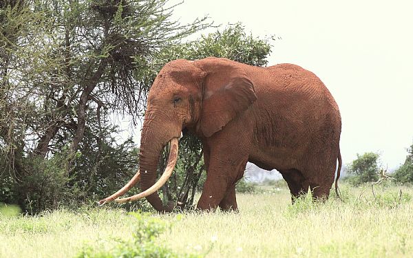 Elefanterne er rde i Tsavo nationalpark i Kenya 