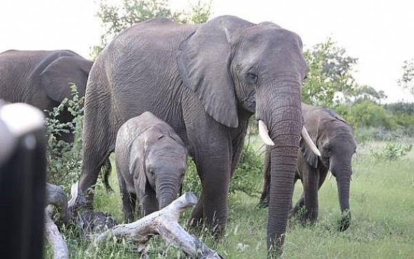 Indkvartering p Ku Sungula i Sydafrika var helt fantastisk med masser af dyr