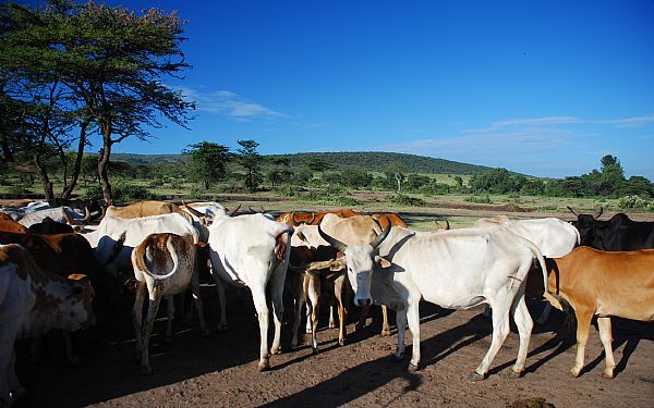 Movable Boma Project