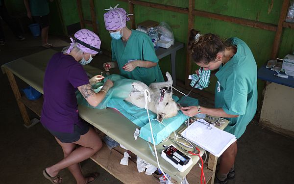 Mara North Conservancy Health Dog Project 