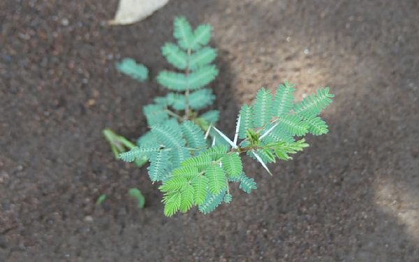 Jorden er gjort klar og de frste trer er plantet 