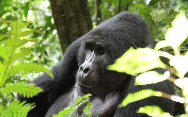 Safarirejse til Kenya og Uganda